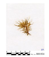 藏品(玉山絹苔)的圖片